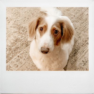 [Alt-text]: a brown and white dachshund sitting on a rug