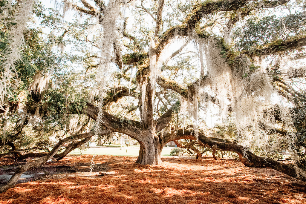 [Alt-text]: an old large oak tree with spanish moss hanging that extends outside of frame. University friendship circle oak tree